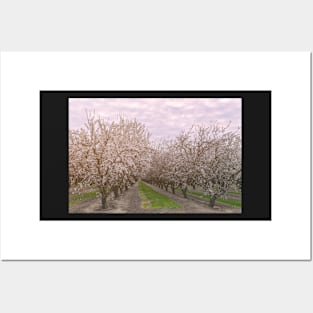 Blooming Almonds Posters and Art